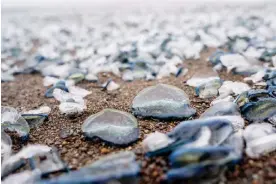  ?? California. Photograph: Liu Guanguan/China News Service/VCG via Getty ?? Tiny ocean creatures called Velella velella, or by-the-wind sailors, wash up on the beach in Marin county,
Images