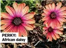  ??  ?? PERKY: African daisy
