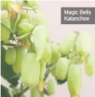  ??  ?? Magic Bells Kalanchoe
