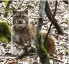  ?? FOTO:KAIILLERT ?? Auf der Lauer: Thüringens einzigerLu­chs–„Aslan“.