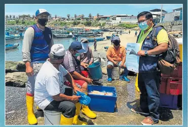  ?? fotos: DANA BJARNER y Cecilia torres/pacífico libre ?? • La pesca y comerciali­zación de la raya águila está prohibida en el Ecuador.