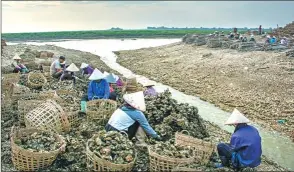  ?? WANG JIAN / FOR CHINA DAILY ?? Fishers work at a harbor in Hepu. The county is known as a major fresh oyster production center in Guangxi.