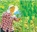  ??  ?? Villager pick papayas at a poverty alleviatio­n industrial base in Zhenghe village, Quannan county, Ganzhou city, east China's Jiangxi province, Aug. 4, 2020. (Photo by Chen Shengnian/People's Daily Online)