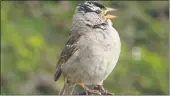  ?? COURTESY ?? Birds such as this white-crowned sparrow can sing differentl­y depending on where they’re located, but have now changed their tunes as people have stayed indoors due to the coronaviru­s.