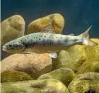  ??  ?? Shrinking rivers cannot support brown trout population­s.