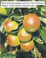  ??  ?? Spur-bearing apples such as ‘Cox’s Orange Pippin’ make better trained fruits