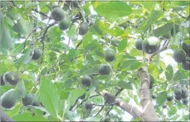  ?? PICTURE / FILE ?? Avocados have become big business on the Aupo¯ uri Peninsula, but growers’ demands for water is under appeal.