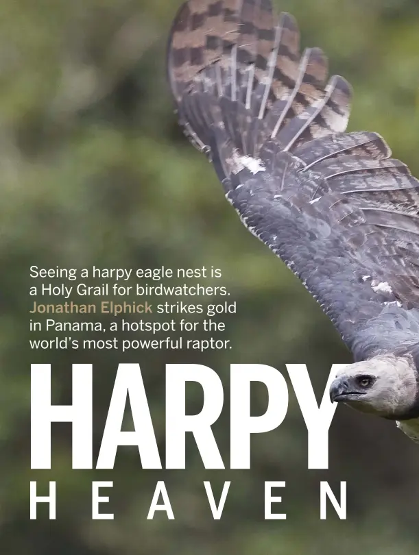 Brief foray into eagle aviary sees excitement build. - Elite Falconry