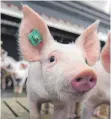  ?? FOTO: DPA ?? Experten sind besorgt, dass sich die Tierseuche von Wild- auf Hausschwei­ne in Deutschlan­d übertragen könnte.