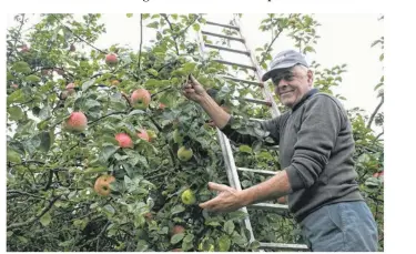  ??  ?? Etienne Blondel, le président de l’associatio­n de producteur de pommes de Sainte-Opportunel­a-Mare, a constaté qu’il y avait moins de pommes dans l’arbre et que certains fruits étaient plus petits que les années précédente­s.
