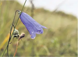  ?? Pictures: JOHN DEMPSEY ?? ● Right, a Waxcap glows orange amongst the vegetation
● Left, the Harebell is delicate but hardy