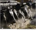  ?? THE ASSOCIATED PRESS ?? A strain of the highly pathogenic avian influenza, or HPAI, that has killed millions of wild birds in recent years has been found in at least 24dairy cow herds in eight U.S. states: Texas, Kansas, New Mexico, Ohio, Idaho, Michigan and North Carolina and South Dakota.