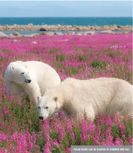  ?? ?? POLAR BEARS CAN BE SIGHTED IN SUMMER AND FALL