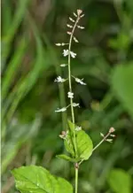  ??  ?? Dainty white flowers appear from pink buds on the upright, slender stems of woodland plant enchanter’s nightshade, Circaea lutetiana.