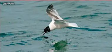  ?? ?? Little Gull