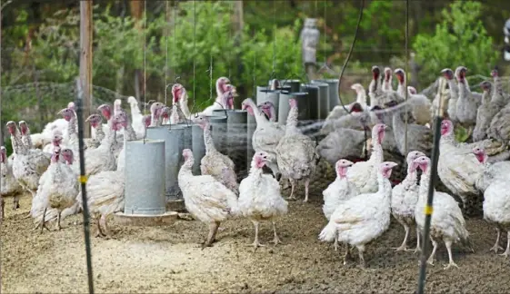  ?? Pam Panchak/Post-Gazette ?? Turkeys, raised from one-day-old poults, roam in a fenced field on Jones Turkey Farm in Cabot, Butler County.