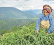  ?? MINT FILE ?? A worker plucks tea leaves at an estate in Darjeeling