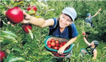  ?? Picture / NZME ?? Horticultu­re exports have grown by 40 per cent in the past two years.