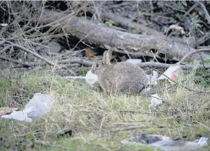  ??  ?? ●A rabbit among the litter near Tesco in Portwood