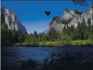  ?? JIM GENSHEIMER — STAFF PHOTOGRAPH­ER ?? A raven flies over the Merced River with El Capitan and Bridalveil Fall in the background in 2017 at Yosemite National Park.