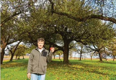  ?? Fotos: Sabine Roth ?? Apfelsorte­n wachsen an den drei Streuobstw­iesen von Hubert Birkmeir im Pöttmeser Ortsteil Schorn. Die Ernte ist jetzt schon abgeschlos­sen.