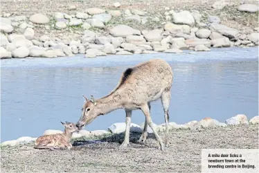  ??  ?? A milu deer licks a newborn fawn at the breeding centre in Beijing.