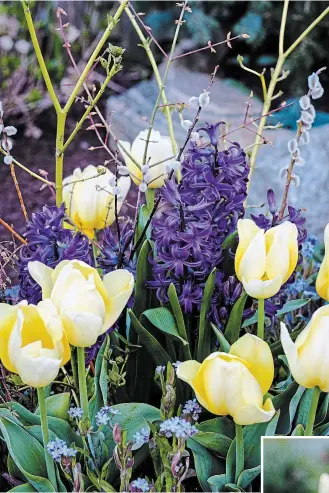  ?? THERESA FORTE, FOR TORSTAR ?? Spring in a barrel: Yellow tulips, purple hyacinths, forget-me-nots, yellow-twig dogwood and pussywillo­w stems.
Shirley tulips with creamy petals with pale green ribs and feathered purple edges. As the tulip ages, the petals will fade to white with distinct purple markings.