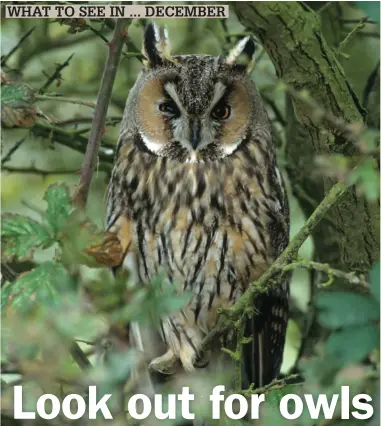  ?? ?? Long-eared Owl will often roost in dense thickets. Search for their white droppings or pellets as a clue to the presence of one.