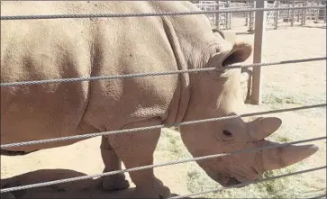  ?? Julie Watson Associated Press ?? RESEARCHER­S are hoping that Victoria, a pregnant southern white rhino, will become a surrogate mother to a northern white rhino, a subspecies whose population is down to two females after decades of poaching.