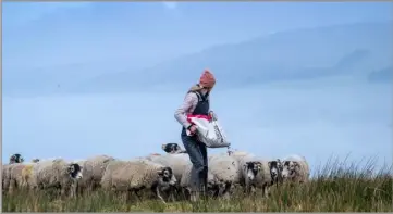  ?? ?? Feeding Swaledales on a misty day. Photo by Wayne Hutchinson