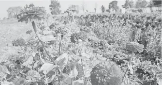  ?? | CÉSAR MARTÍNEZ ?? Así lucen
las tierras de cultivo, en esta región