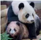  ?? AFP ?? Cub panda Yuan Meng playing with its mother Huan Huan inside its new enclosure at The Beauval Zoo in France. —