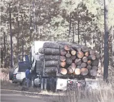  ??  ?? El reportaje galardonad­o, Narcotala, aborda el problema de la tala ilegal que varios grupos delictivos realizan en los bosques de Chihuahua.