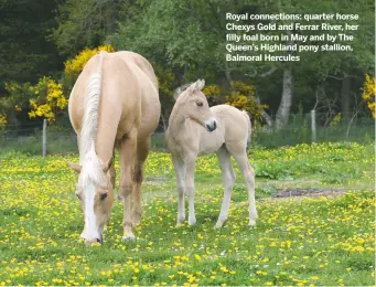  ??  ?? royal connection­s: quarter horse Chexys Gold and Ferrar river, her filly foal born in May and by the queen’s highland pony stallion, Balmoral hercules