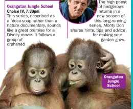  ??  ?? Orangutan Jungle School