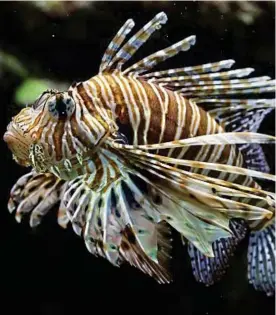  ??  ?? Invader: The lionfish, which thrives in the warm Mediterran­ean