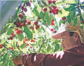  ?? FOTO: ANDRES PEREZ ?? Las cerezas desplazaro­n a la uva como principal fruta de exportació­n en 2019.