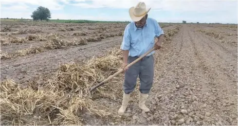  ?? FOTO: DEBATE ?? Bajas produccion­es de frijol se están obteniendo este año en Sinaloa.