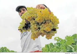  ?? MANUEL ARANDA ?? Un joven muestra un racimo de uvas, durante esta vendimia.