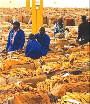  ??  ?? Zimbabwe has become the major flue-cured tobacco producer in Africa and occupies fifth position in the world after many communal farmers joined the lucrative farming sector, thanks to the Land Reform Programme