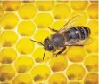  ?? FOTO: FREDRIK VON ERICHSEN/DPA ?? Bienen halten ihren Stock mit dem „Putzmittel“Propolis sauber.