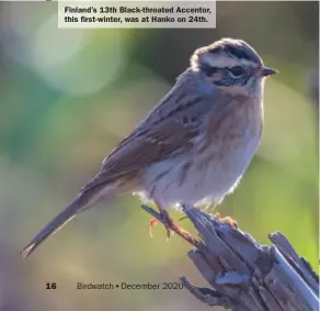  ??  ?? Finland’s 13th Black-throated Accentor, this first-winter, was at Hanko on 24th.