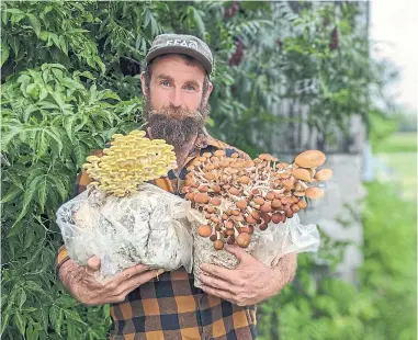  ?? SIGNE LANGFORD ?? Ontario mushroom grower Derick Greenly shows off blocks of freshly fruiting oyster mushrooms.