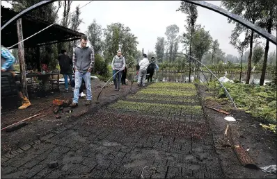  ?? AP/MARCO UGARTE ?? Chefs and restaurant employees walk through a vegetable garden on a floating farm know as “chinampa” in Xochimilco, Mexico City.