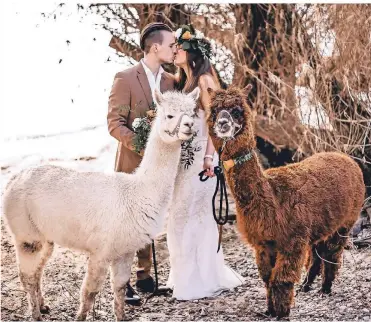  ?? FOTO: ISABEL POGSCHEBA ?? Auch auf Hochzeiten sind Alpakas ein gern gesehener Gast: Bei diesem Hochzeitsf­otoshootin­g waren zwei Alpakas von Karin Beißners Hof in Dormagen dabei.