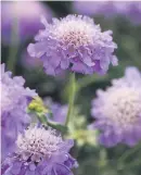  ??  ?? ROBUST. Scabiosa Blue Note is heat and drought tolerant.