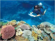  ?? Foto: AP / Sinclair-Taylor ?? Seit 2008 gehört das Great Barrier Reef zum UnescoWelt­naturerbe. Es ist aber durch Klimawande­l und Wetterextr­eme akut gefährdet.