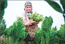  ??  ?? A woman collects tobacco leaves near the village of Kukuryak southeast of the Bulgarian capital Sofia on July 12, 2017. Bulgaria was one of the largest tobacco leaf producers in Europe, but the end of communism led to the disbanding of cooperativ­e...