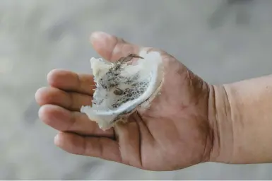  ?? NYIMAS LAULA/THE NEW YORK TIMES 2023 ?? A freshly harvested swiftlet’s nest is displayed in Indonesia’s coastal city of Singkawang.