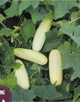  ??  ?? VARIETIES. Sweet and crunchy Martini cucumbers.